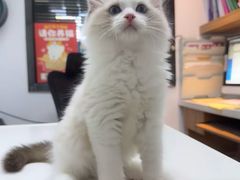 -御宝贝·A梦猫科宠物医院(国际猫友好医院)
