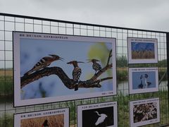 -野鸭湖国家湿地公园