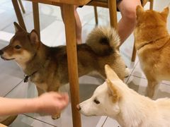 -柴务处·柴犬主题狗咖