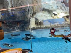 -帝企鹅自助餐厅•儿童岛•真企鹅(长隆企鹅酒店)