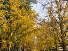 -三里屯东五街银杏大道