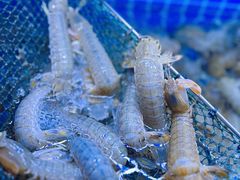 -渔民船说·北塘海鲜·天津菜·海肠捞饭(北塘古镇店)