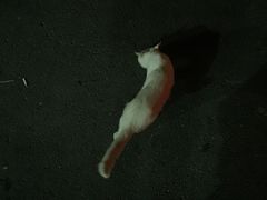 -枫花园汽车电影院(朝阳公园店)
