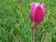 -长春公园(普阳街道)