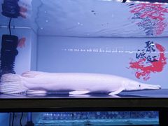 -中环花鸟鱼虫市场
