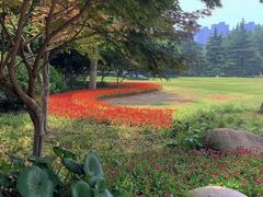 -青枫公园