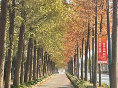 -上海长兴岛郊野公园