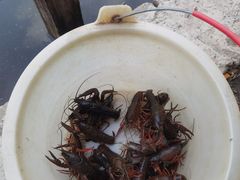 -同銮特种养殖场·龙虾垂钓