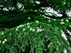 -香山公园