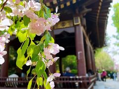 -海棠花溪(元大都城垣遗址公园)