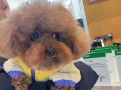 -帕帕拉兹宠物(亚洲旗舰店)