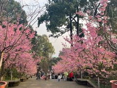 -南山植物园