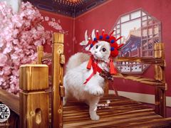 -超宠爱宠物摄影-Super pet