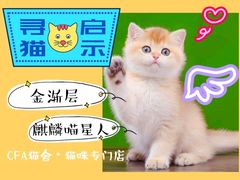 -十年猫舍·猫咪专门店(普陀店)