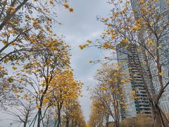 -洲头咀公园