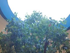 -悦海·家宴·冰花皮皮虾大锅贴(宝龙店)