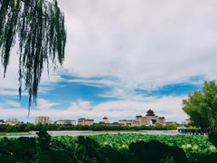 -莲花池公园