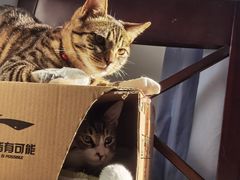 -艾吉宠物医院·疑难杂症转诊中心·猫友好(碧江路院)