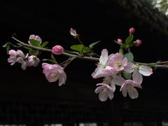 -绳金塔