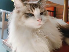 -豆逗聊愈猫阁Easy Life