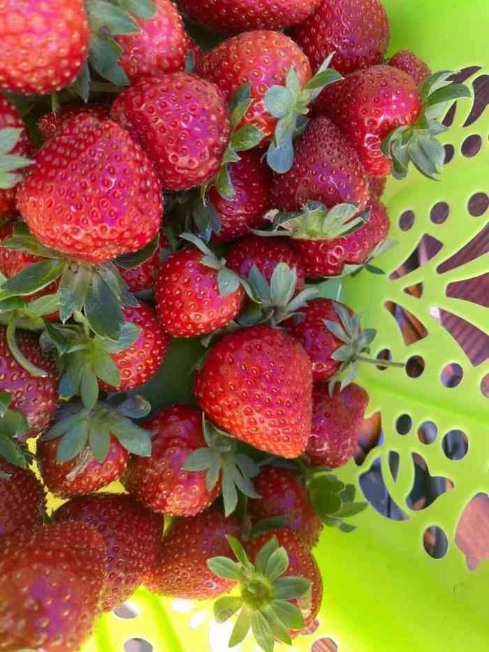 西丽白芒草莓园-"周末去的,这个草莓园在白芒村口有标示,现.