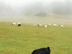 -重庆小天鹅火锅(中商广场店)