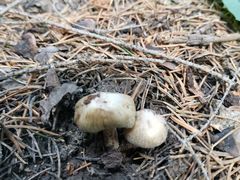 -新疆天山野生动物园