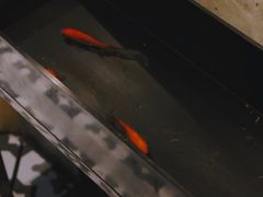 -日上三甘(三里屯店)