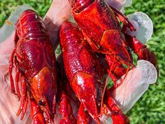 -金湖麻小巧妇龙虾馆