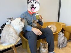 -有喵·猫咖·狗咖·40+猫狗有小奶狗(岗厦店)