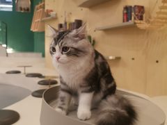 -飞行喵MR PILOT|猫舍·猫咖(静安大融城店)