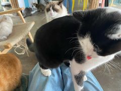 -喵屿·大理花园猫咖