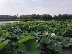 -荷塘月色湿地公园·向阳花洲