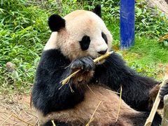 -广州长隆野生动物世界