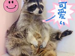 -浣熊柯尔鸭土拨鼠·电玩咖