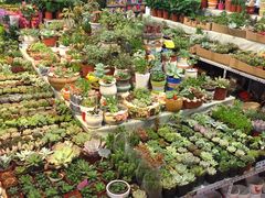 -大自然花鸟鱼虫市场