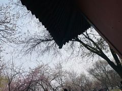 -桃花堤公园