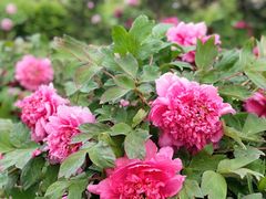 -济南国际园博园