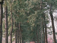 -合肥滨湖国家森林公园
