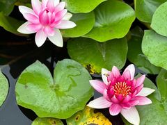 -陕西省西安植物园