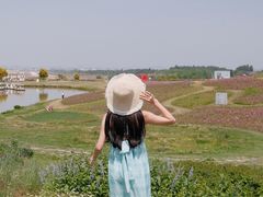 -空港花田景区