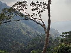 -海南热带雨林国家公园吊罗山景区