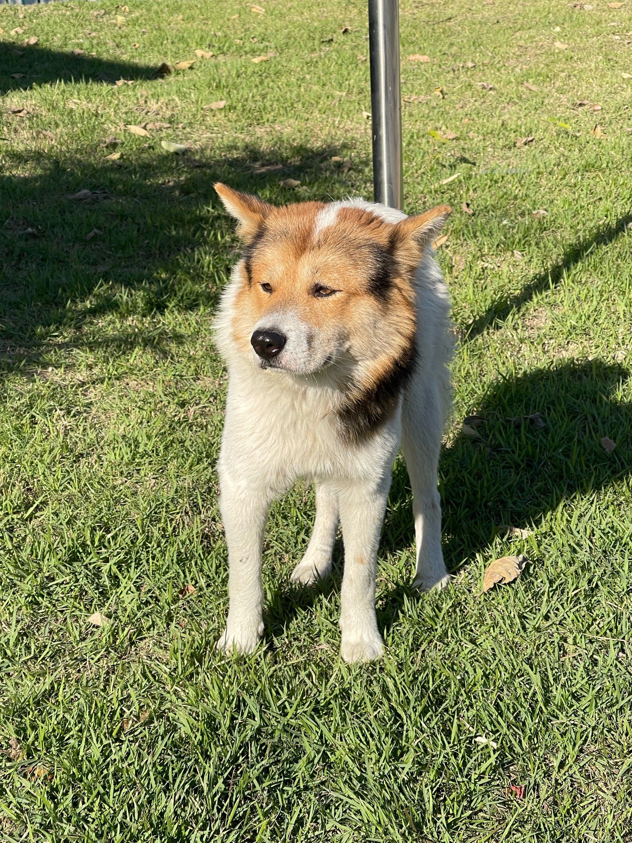 狐系的脸型
这真的不是藏狐主任异地登录么[狗头]
#友好握爪计划