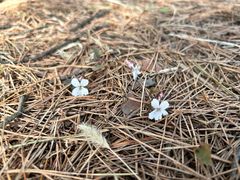 -帽儿山国家森林公园