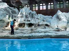 -帝企鹅自助餐厅•儿童岛•真企鹅(长隆企鹅酒店)