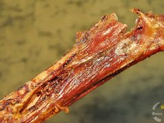 特色烤羊腿-崔家大院·特色农家菜