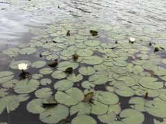 -上海鲜花港