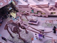 -陕西自然博物馆