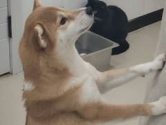 -共舞时光猫咖·狗咖(新街口店)