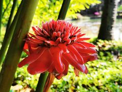 -中国科学院西双版纳热带植物园
